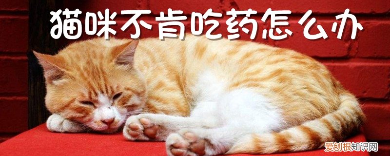 猫咪不肯吃药怎么办,猫咪，猫咪不愿意吃药怎么办
