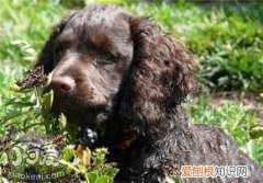 爱尔兰水猎犬多大开始训练，训练宜早不宜晚，猎犬几个月训练最合适