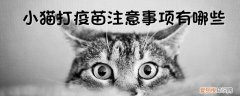 小猫打疫苗注意事项,小猫，小猫注射疫苗后需要注意什么
