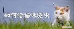 如何给猫咪驱虫，如何给猫咪驱虫体内