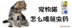 宠物猫怎么喂驱虫药,宠物猫，猫咪如何喂驱虫药
