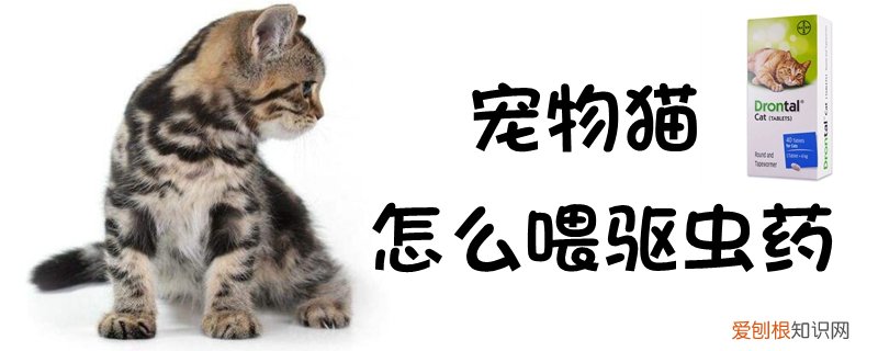 宠物猫怎么喂驱虫药,宠物猫，猫咪如何喂驱虫药