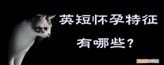 英短怀孕特征,英短，怀孕的英短