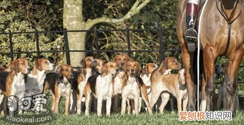 怎么训练英国猎狐犬小便,英国猎狐犬小便时间介绍,英国猎狐犬幼犬