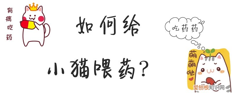 如何给小猫喂药,小猫,如何给小猫吃药