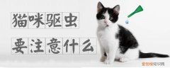 猫咪驱虫要注意什么,猫咪，猫咪需要驱什么虫