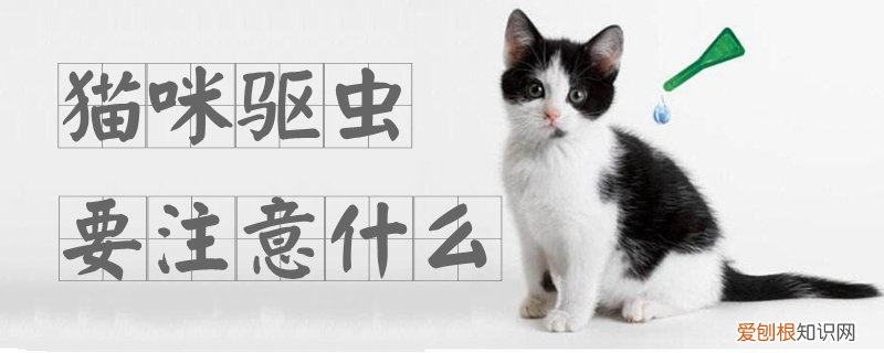 猫咪驱虫要注意什么,猫咪，猫咪需要驱什么虫