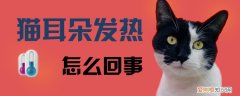 猫耳朵发热,猫，猫耳朵发热,猫没精神