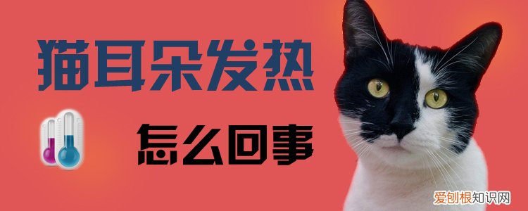 猫耳朵发热,猫，猫耳朵发热,猫没精神