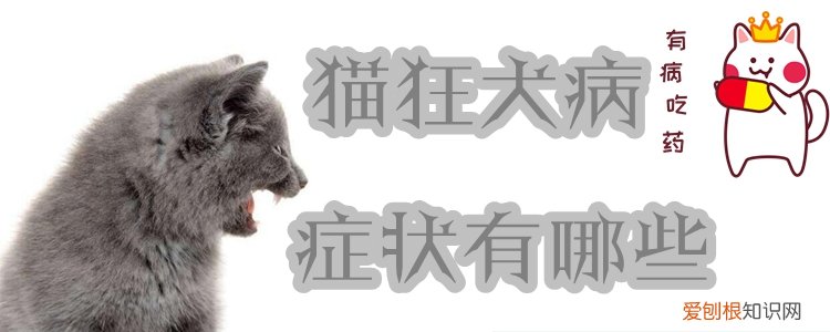 猫狂犬病症状,猫，猫狂犬病症状,猫会传染吗