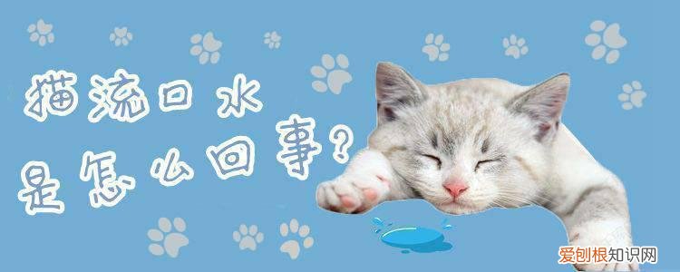 猫流口水是怎么回事,加菲猫流口水是怎么回事