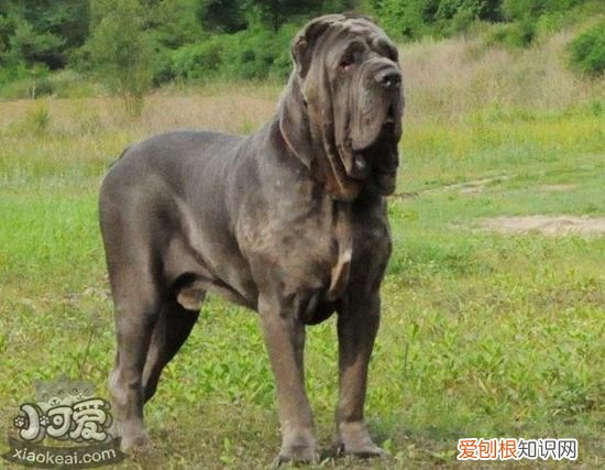扭玻利顿犬怎么训练大小便，扭玻利顿犬定点上厕所训练，怎样训练幼犬在固定地方大小便