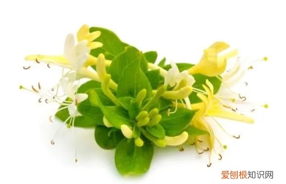金银花的功效是啥 金银花的功效的作用和副作用