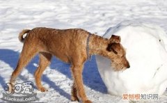 训练爱尔兰梗需要什么，爱尔兰梗训练工具