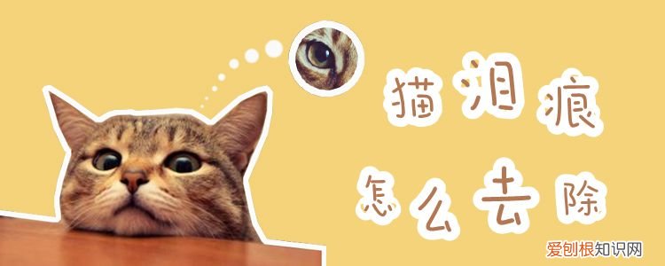 猫泪痕,猫,，猫的泪痕什么样