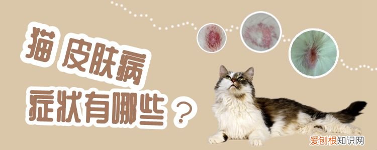 猫皮肤病,猫，猫皮肤病都有什么