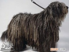 如何正确训练美国水猎犬撒尿，狗厕所正确使用方法，如何训练小狗去外面大小便
