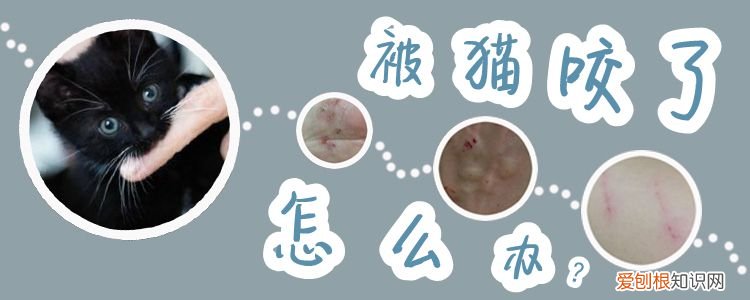 被猫咬了怎么办,猫，被猫咬了要怎么办?