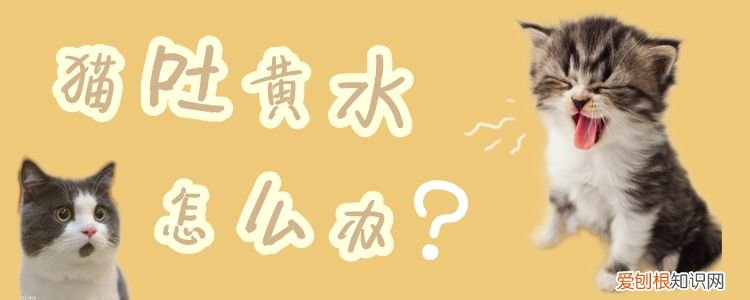 猫吐黄水,猫，猫吐黄水猫粮是怎么回事