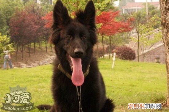 比利时牧羊犬捡东西怎么训练，比利时牧羊犬衔取东西训练，怎样训练狗狗衔取东西
