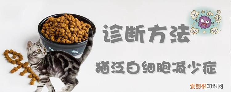 猫泛白细胞减少症,猫，猫泛白细胞减少症为什么白细胞会减少