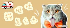 猫呕吐,猫，猫呕吐,猫粮味