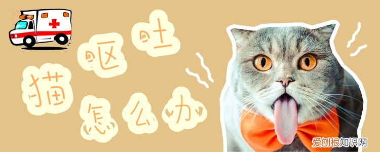 猫呕吐,猫，猫呕吐,猫粮味
