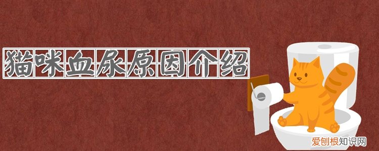 猫咪血尿,猫咪,猫，猫咪尿血原因