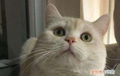猫虱子怎么除掉干净 去猫虱子最简单的方法