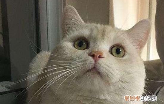 猫虱子怎么除掉干净 去猫虱子最简单的方法