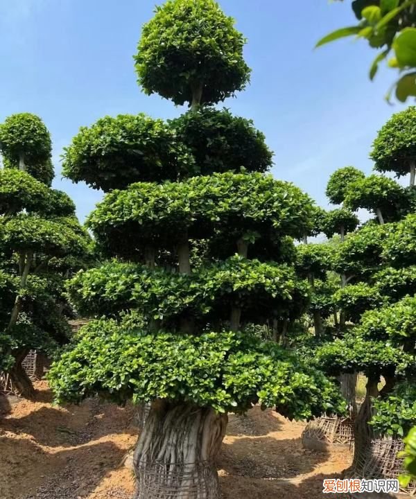 关于榕树的介绍，榕树资料全介绍 对于榕树大家了解什么