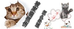 被家猫抓伤,家猫,猫，被家的猫抓伤