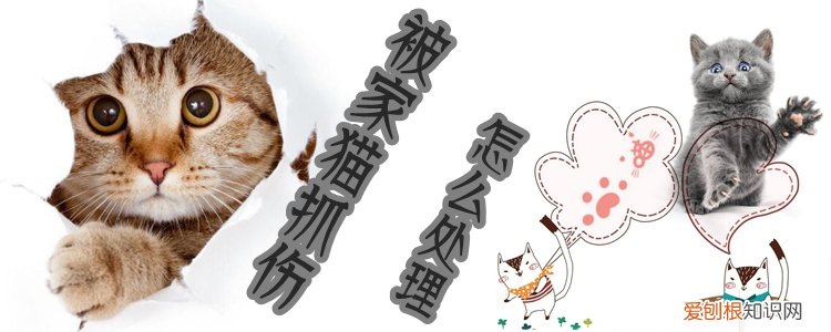 被家猫抓伤,家猫,猫，被家的猫抓伤