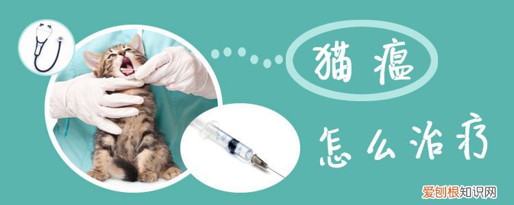猫瘟,猫，猫瘟猫已经吐了是不就没救了
