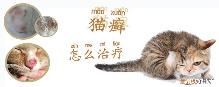 猫癣,猫，猫癣猫会疼吗