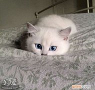 猫咪角膜炎用什么药,猫咪角膜炎,猫，猫咪得了角膜炎用什么药好