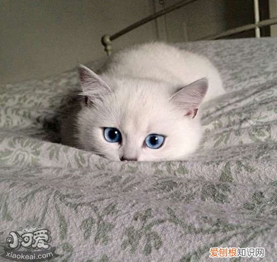猫咪角膜炎用什么药,猫咪角膜炎,猫，猫咪得了角膜炎用什么药好