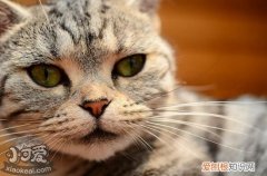 猫蠕形螨治疗,蠕形螨,猫，蠕形螨猫怎么治疗