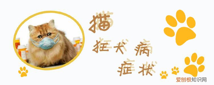 猫狂犬病,猫,猫 狂犬 发病