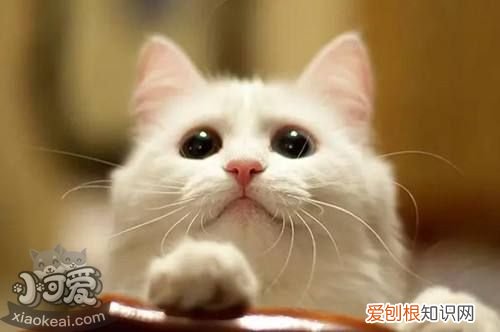 猫咪鼻炎,鼻炎,猫,猫咪慢性鼻炎