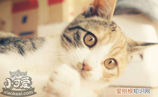 猫咪鼻炎症状,猫咪鼻炎,猫，猫咪鼻炎的症状表现有哪些