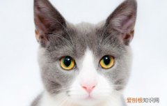 母猫尿道口有黑色的东西怎么办 母猫尿道口有黑色的东西