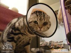 猫咪多大可以驱虫,猫咪驱虫,猫，猫咪一般多大驱虫