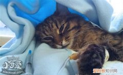 猫杯状病毒治疗,杯状病毒,猫，猫杯状病毒治疗,杯状病毒,猫会传染吗