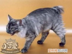 肯尼亚猫被烫伤,肯尼亚猫,猫，肯尼亚猫多少钱