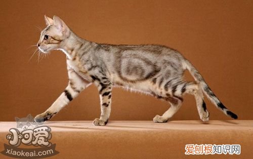 肯尼亚猫感冒,肯尼亚猫,猫,肯尼亚猫多少钱