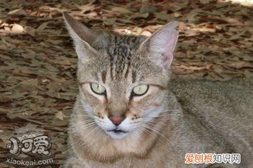肯尼亚猫驱虫,肯尼亚猫,猫，肯尼亚猫多少钱