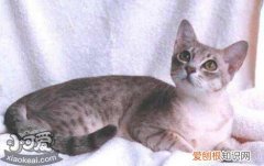 澳大利亚雾猫口臭,澳大利亚雾猫,猫，澳大利亚雾猫是不是土猫