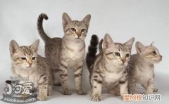 澳大利亚雾猫抑郁症,澳大利亚雾猫,猫，澳大利亚雾猫是不是土猫