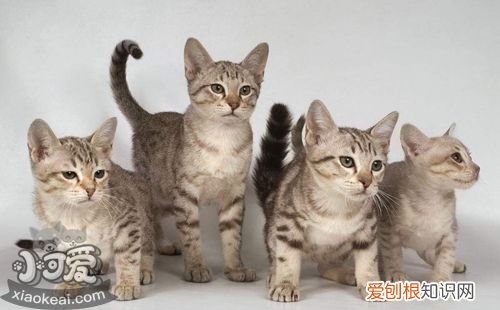 澳大利亚雾猫抑郁症,澳大利亚雾猫,猫，澳大利亚雾猫是不是土猫